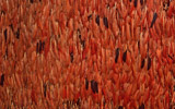 Mantello di penne di Ibis rubra, realizzato nel XVI secolo in Brasile, esposto fino al 12 marzo 2012 a Firenze nel Museo Salvatore Ferragamo di Palazzo Spini Feroni nel corso della mostra Ispirazioni E Visioni, a cura di Stefania Ricci e Sergio Risaliti