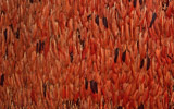 Mantle plumes of Ibis rubra, realized in XVI Century in Brazil, on show Until 12th March 2012 in Florence, Palazzo Spini Feroni � Museum Salvatore Ferragamo during the exhibition �Inspirations and Visions�, edited by Stefania Ricci and Sergio Risaliti