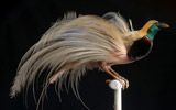 Exotic bird on show Until 12th March 2012 in Florence, Palazzo Spini Feroni � Museum Salvatore Ferragamo during the exhibition �Inspirations and Visions�, edited by Stefania Ricci and Sergio Risaliti