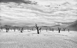 Sossusvlei, Deserto del Namib, Namibia - 2003 ® Marco Paoli